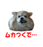 最新 コタ る キレ ポメラニアン