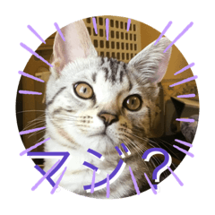 Lineスタンプ かわいい猫 の完全一覧 全1000種類