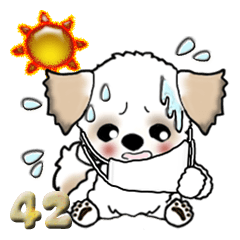 【大きな文字】シーズー犬『コロナの夏』42