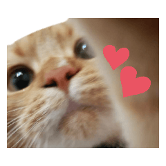 Lineスタンプ かわいい猫 の完全一覧 全1000種類