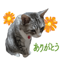 Lineスタンプ かわいいサバトラ猫のスタンプ 8種類 1円