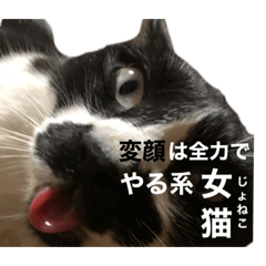 Lineスタンプ かぼちゃ の完全一覧 全731種類