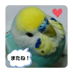 うちのかわいいインコ3兄弟