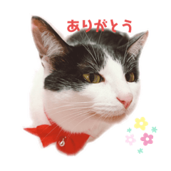 はちわれ天使 Lineスタンプ Shiinyan