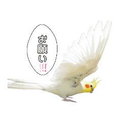 かわいいオカメインコだよ