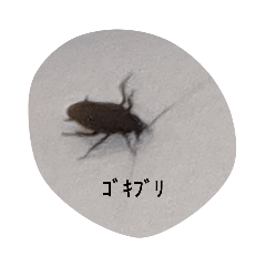 Lineスタンプ ゴキブリ の完全一覧 全8種類