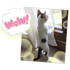 にこさんでにっこり Lineスタンプ Beth