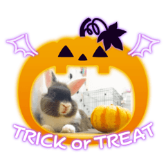 うさぎの可愛い色々 Lineスタンプ えびっち