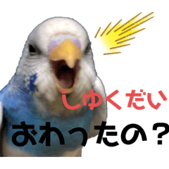 孤独な 時間とともに テンション Line スタンプ セキセイインコ 人気 Izumi Masayuki Jp