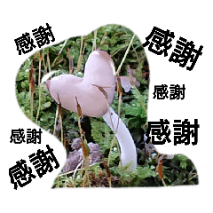 Lineスタンプ きのこ の完全一覧 全1000種類