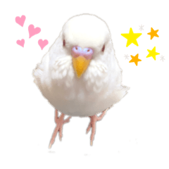 アルビノインコ きーちゃん5弾 Lineスタンプ 花蓮