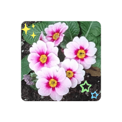 お花スタンプ4 Lineスタンプ Judah ユダ