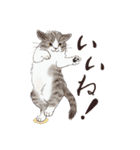 猫好きパーソンが毎日使えるスタンプ2（個別スタンプ：1）