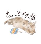 猫好きパーソンが毎日使えるスタンプ2（個別スタンプ：20）