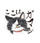 猫好きパーソンが毎日使えるスタンプ2（個別スタンプ：23）