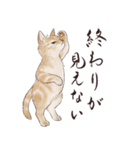 猫好きパーソンが毎日使えるスタンプ2（個別スタンプ：27）