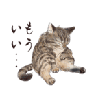 猫好きパーソンが毎日使えるスタンプ2（個別スタンプ：28）