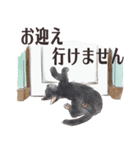 猫のせいにしたいときに使うスタンプ（個別スタンプ：11）
