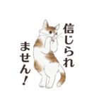 猫のせいにしたいときに使うスタンプ（個別スタンプ：24）
