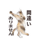 猫のせいにしたいときに使うスタンプ（個別スタンプ：25）