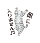 猫のせいにしたいときに使うスタンプ（個別スタンプ：30）