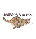 猫のせいにしたいときに使うスタンプ（個別スタンプ：32）