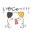 広島弁のみけねこ（個別スタンプ：4）