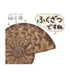 いろいろアンモナイト ⁑ たまに放散虫 ⁑（個別スタンプ：25）
