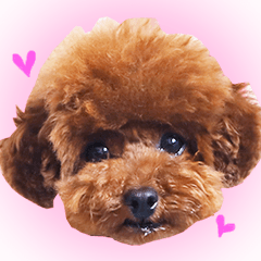 トイプードルこむぎのかわいい日常ことば Lineスタンプ Toy Poodle Komugi