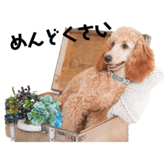 世界一かわいい犬 Lineスタンプ Chloe Mother