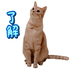 茶トラ猫はるの日常 Lineスタンプ 黒むぎ